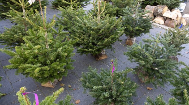 Belgique : Non, les sapins ne se mangent pas… La mairie de Gand se fait remonter les bretelles