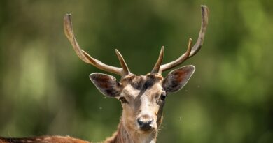 Dans ce département, les chasseurs veulent tuer moins de cerfs