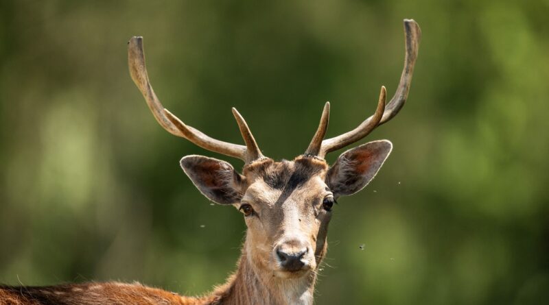 Dans ce département, les chasseurs veulent tuer moins de cerfs