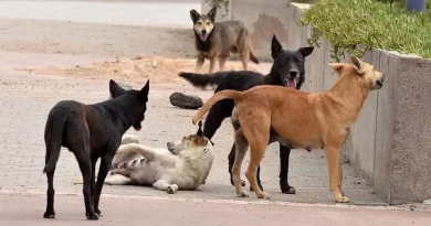 Des meutes de chiens errants agressent les citoyens à Tanger (vidéo)