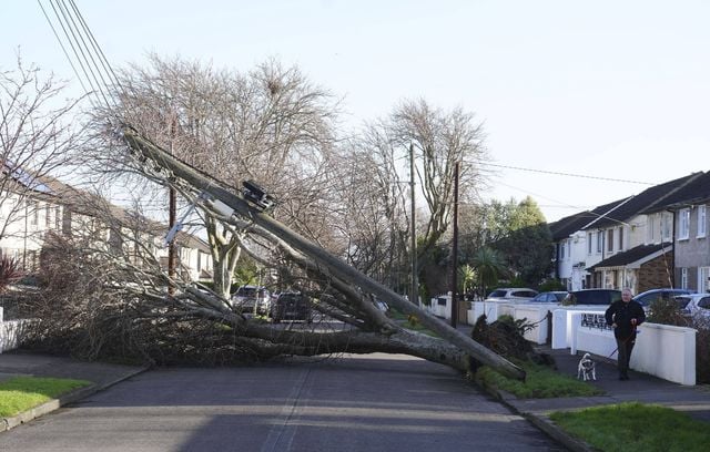 La violence des vents a eu raison de nombreux arbres comme ici à Dublin. Irlande, le 24 janvier 2025.