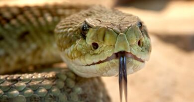 Etats-Unis : Attaqué en plein direct, un influenceur survit à la morsure d’un serpent mortel grâce à 88 doses antivenin