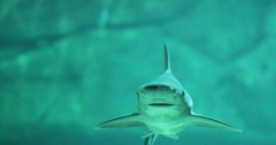 Etats-Unis : Une femelle requin donne naissance à un bébé… alors qu’il n’y a pas de mâle dans l’aquarium