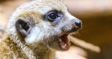 Haute-Garonne : Suricates et ouistitis… Huit mois de prison ferme pour l’amateur d’animaux exotiques