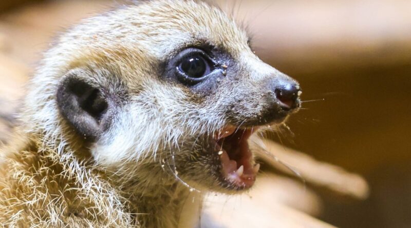 Haute-Garonne : Suricates et ouistitis… Huit mois de prison ferme pour l’amateur d’animaux exotiques