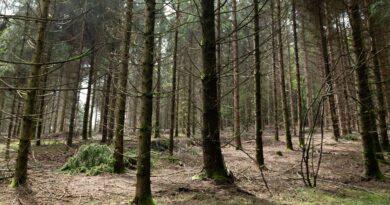 Haute-Savoie : Un homme de 78 ans retrouvé « sain et sauf » après une nuit perdu dans la forêt