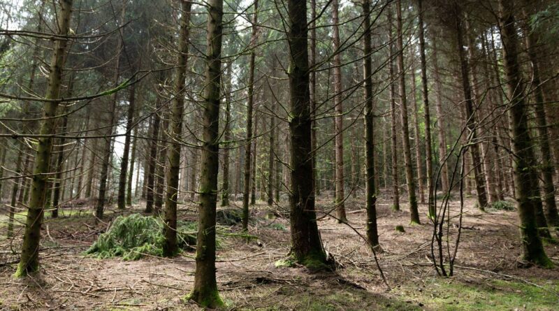 Haute-Savoie : Un homme de 78 ans retrouvé « sain et sauf » après une nuit perdu dans la forêt