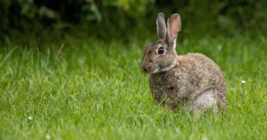 Japon : Un homme suspecté d’être un serial killer de lapins arrêté