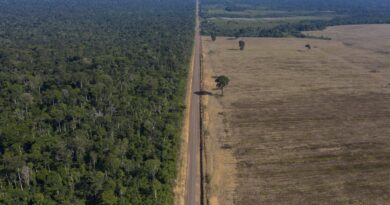 L’Amazonie brésilienne a connu en 2024 un nombre d’incendies record en 17 ans