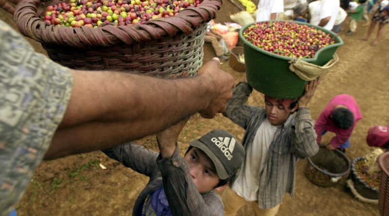 Le travail des enfants ne concerne pas que l'industrie du chocolat