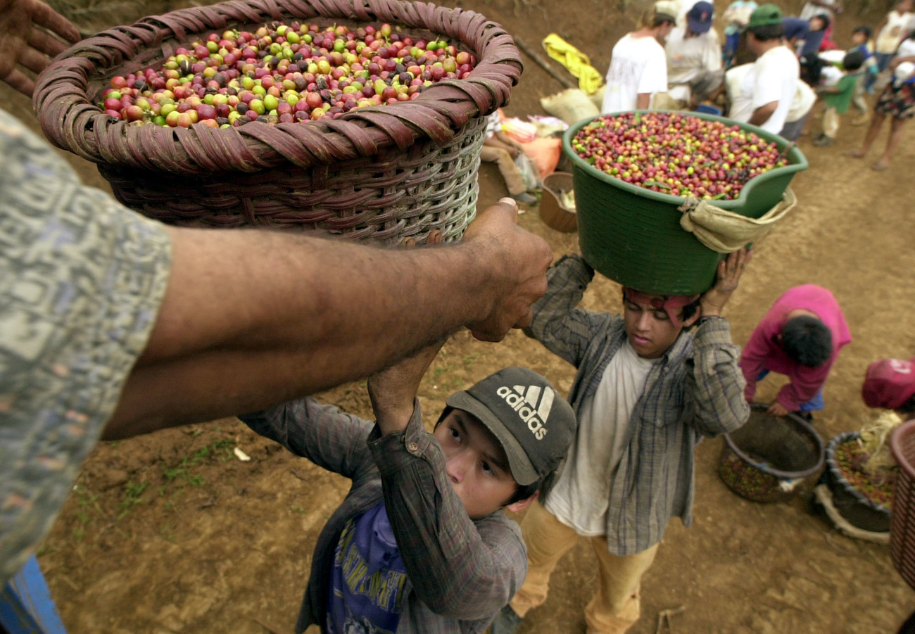 Des enfants nicaraguayens se préparent à peser les grains de café fraîchement récoltés dans les plantations.