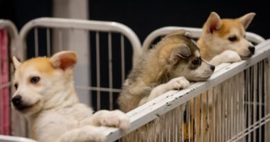 « Les animaux ne sont pas des produits »… Une pétition récolte plus de 25.000 signatures pour mettre fin aux salons du chiot