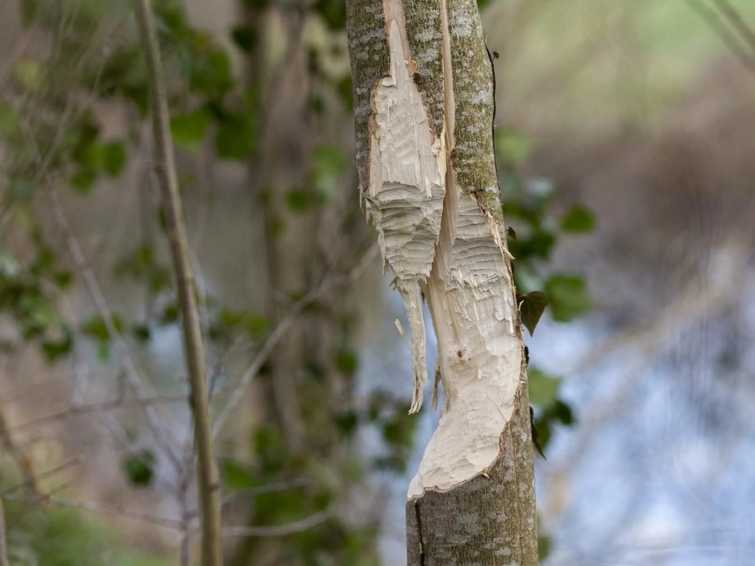 Un arbre rongé