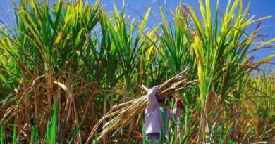 Méga-projet agricole algéro-italien : 50 000 hectares dédiés à la canne à sucre et aux céréales