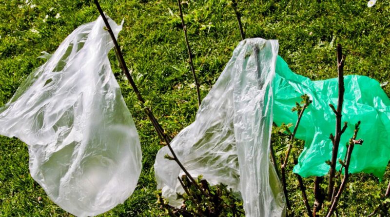 Pollution plastique en Algérie : vers la fin des sacs à usage unique ?