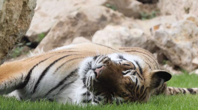 Tigre : Aveuglé par les flashs des touristes, Firmin « a eu les yeux cousus »