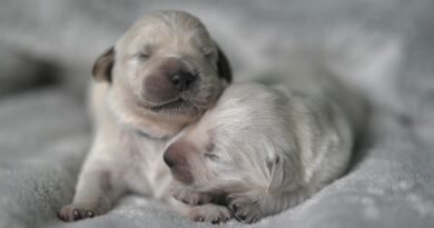 Turquie : Une chienne dépose son chiot à l’agonie chez le vétérinaire… Une scène filmée qui émeut le monde entier