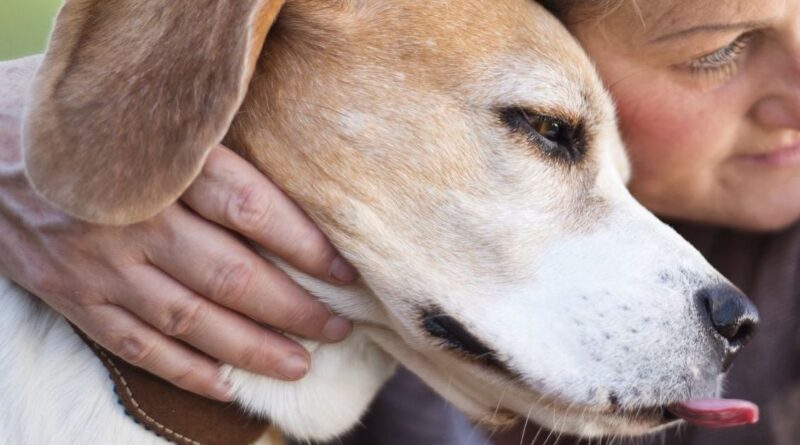 Violences conjugales : « Un choix déchirant »… Pourquoi les animaux de compagnie retardent la fuite des victimes