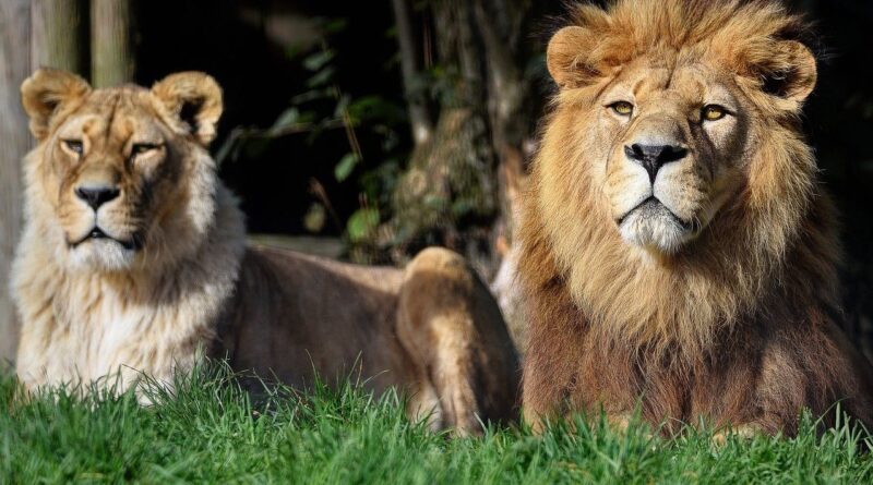 Zimbabwe : Perdu dans la savane, un enfant de 8 ans survit cinq jours au milieu des lions et des éléphants