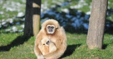 Zoo de Beauval : Pourquoi les singes dorés qui vont arriver en 2025 sont-ils si exceptionnels ?