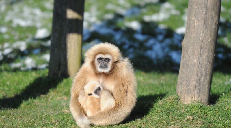 Zoo de Beauval : Pourquoi les singes dorés qui vont arriver en 2025 sont-ils si exceptionnels ?