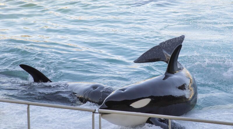 Après la fermeture de Marineland, c’est Planète sauvage qui est dans le viseur des défenseurs des animaux