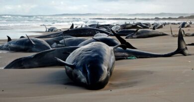 Australie : Plus de 150 dauphins s’échouent en 48 heures sur une plage de Tasmanie