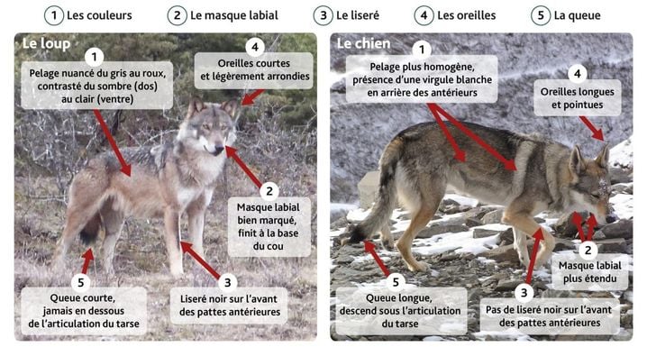 Pour distinguer le loup du chien, vous pouvez vous inspirer de ce document très pédagogique montrant les différences entre les espèces.