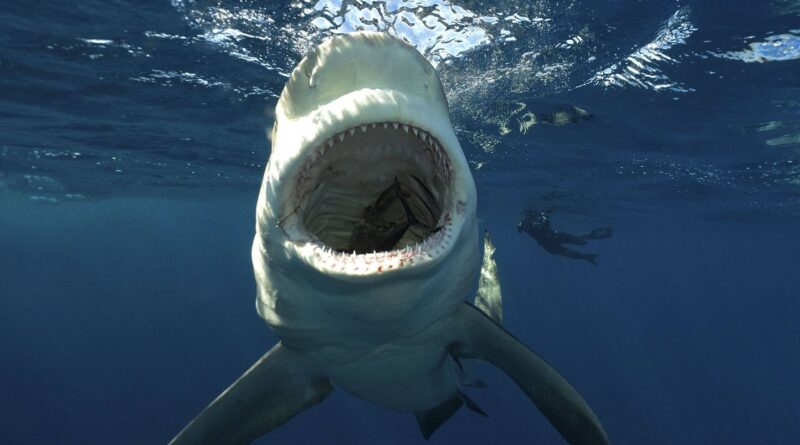 Caraïbes : Une touriste gravement mordue par un requin qu’elle tentait de photographier