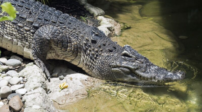 Indonésie : Un garçon de 10 ans porté disparu après une nouvelle attaque de crocodile