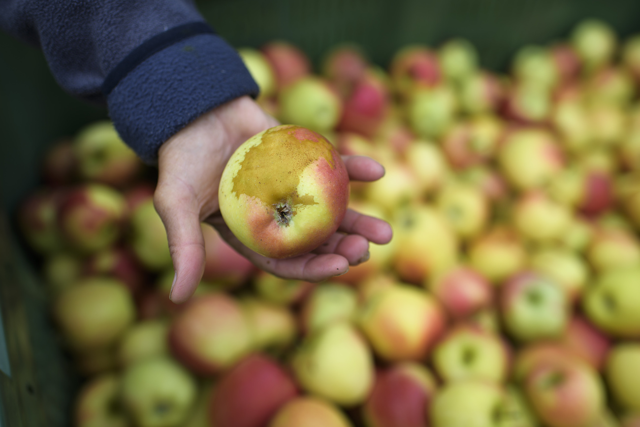 Pommes touchées par le gel.