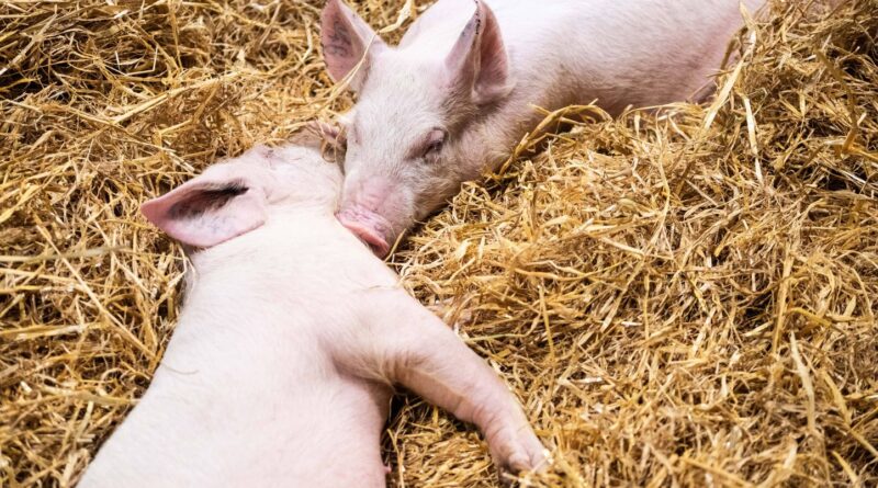 « Maman, il va où le cochon après ? » … Au Salon de l’Agriculture, le tabou de la mort des animaux pour les enfants