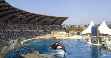 Orques « SDF » du Marineland : La ministre propose la création d’un « sanctuaire » européen en mer