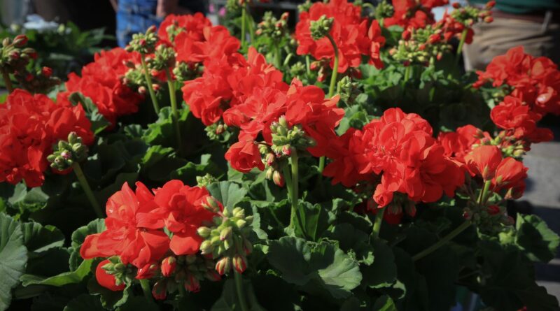 Saint-Valentin : Des bouquets de fleurs contaminés par les pesticides, selon UFC Que Choisir