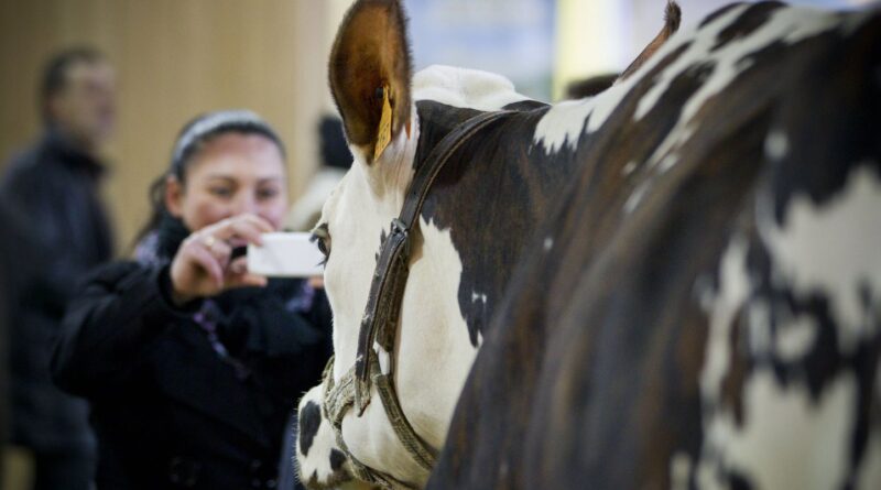 Salon de l’agriculture : Animaux, crottes, alcool… 7 chiffres insolites sur la plus grande ferme de France