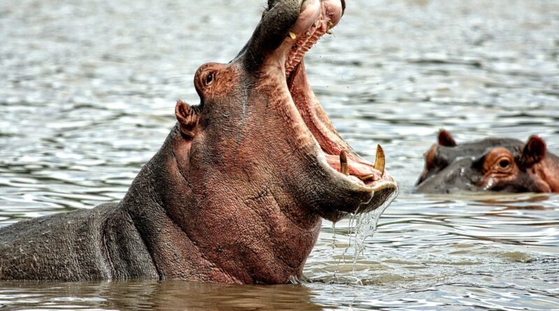 Un hippopotame tue sa femme lors d’un safari en Afrique, il porte plainte contre le voyagiste