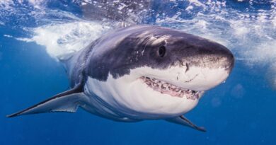 Australie : Emporté par un requin, un surfeur déclaré mort mais son corps reste introuvable