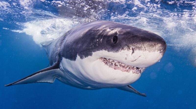 Australie : Emporté par un requin, un surfeur déclaré mort mais son corps reste introuvable