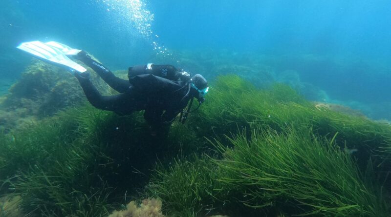 C’est quoi les posidonies, ces herbes indispensables qu’il ne faut surtout pas perturber en bateau ?