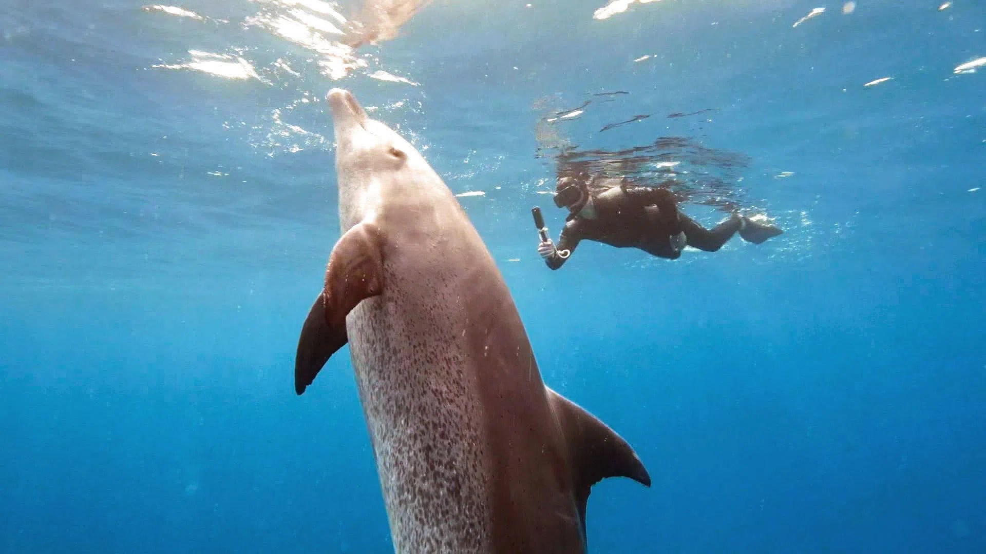 Les populations de dauphins de Shark Bay sont sous pression.