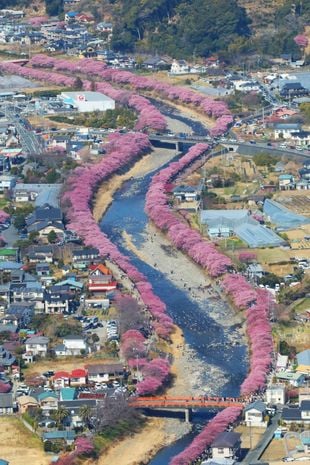 Une photo aérienne montre les cerisiers Kawazu-zakura qui ornent les rives de fleurs rose vif dans la préfecture de Shizuoka au Japon, le 2 février 2025. La rivière Kawazu est bordée de quelque 850 de ces cerisiers Kawazu-zakura.