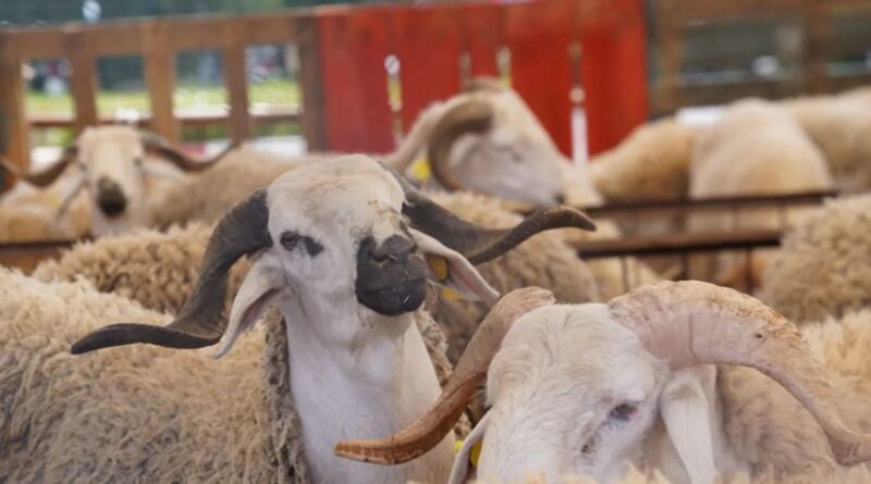 Importation de bétail pour l’Aïd al-Adha : Voici le prix du mouton espagnol