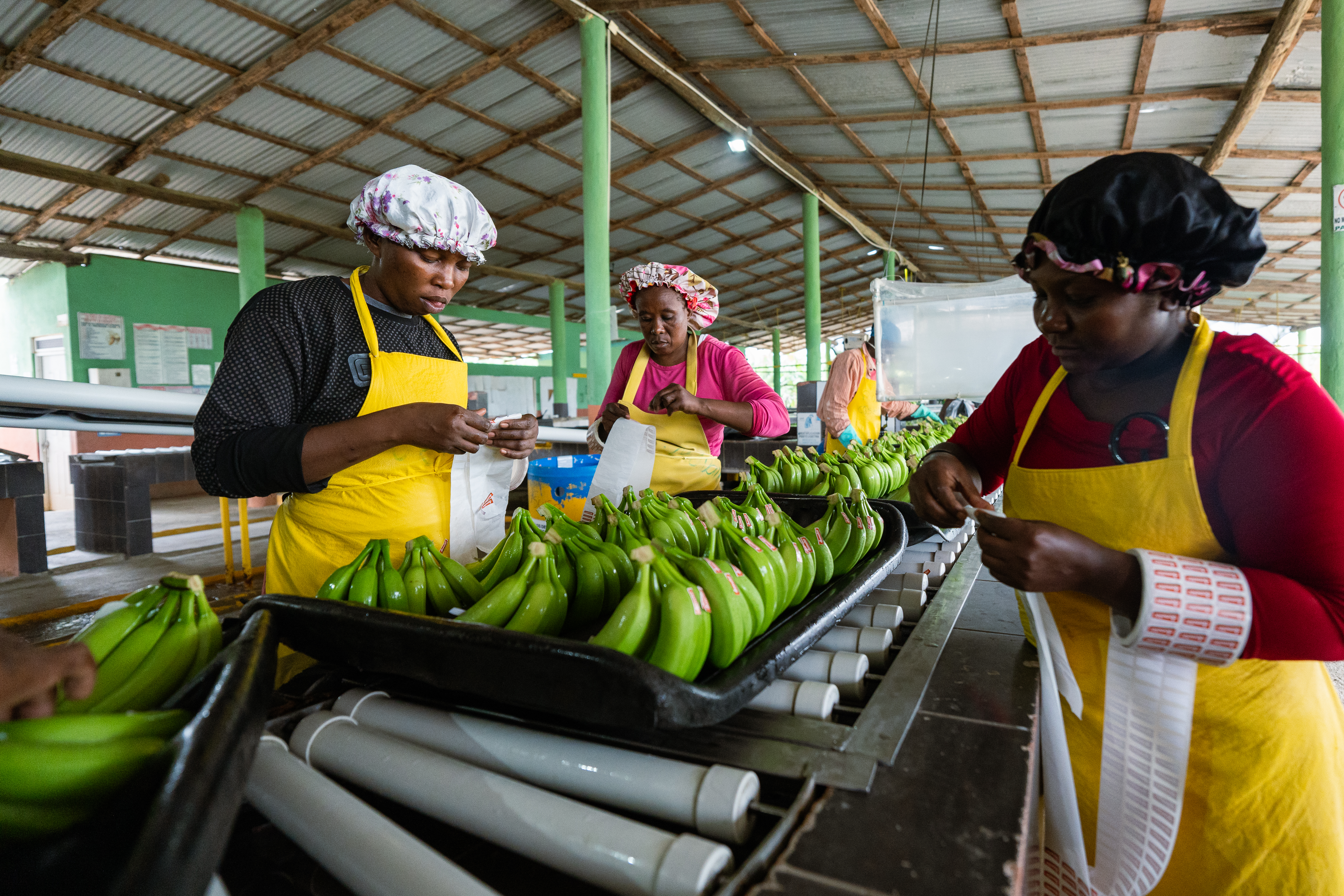 Femme en train de poser des étiquettes sur des bananes