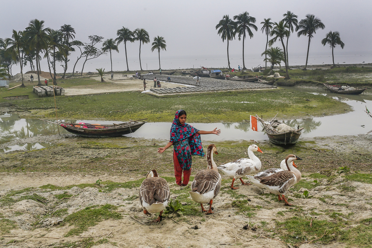 Fillette avec des oies au Bangladesh.