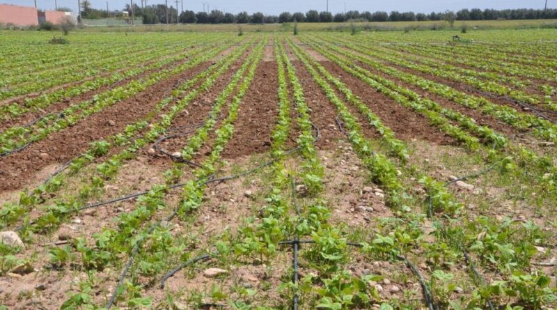 Les récentes pluies redonnent espoir aux agriculteurs et renforcent les ressources en eau