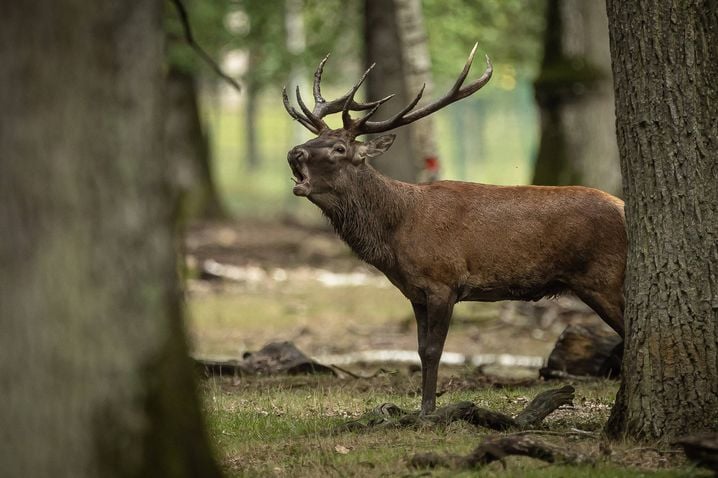 En cinquante ans, la population de cerf a été multipliée par 11 en France.