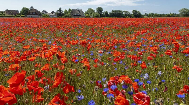 Météo : Et si le printemps était déjà là ? Ce qui nous attend cette semaine