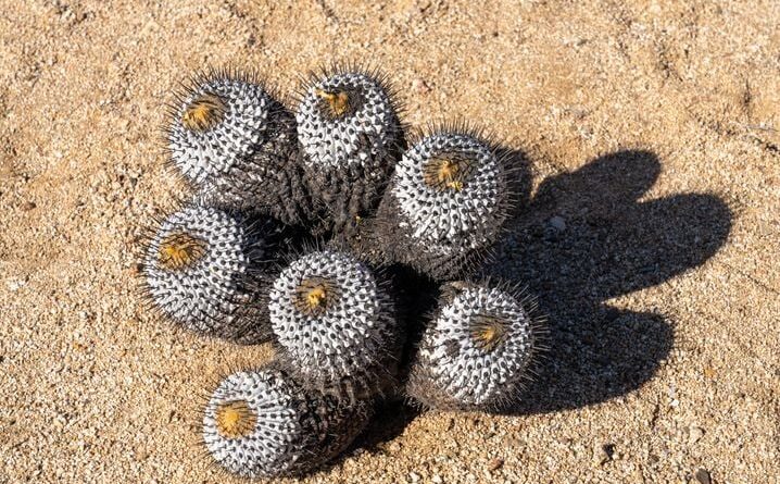 Trafic : Des cactus aussi chers que de la cocaïne ? On vous dit tout sur « l’opération Atacama »