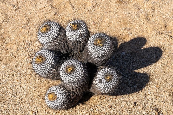 Près de 805 des Copiapoa saisis ont été rapatriés au Chili, une première mondiale pour un tel crime environnemental. Même si ces cactus ne pourront jamais être réintroduits dans la nature, ils serviront à la recherche et à la préservation de l’espèce.