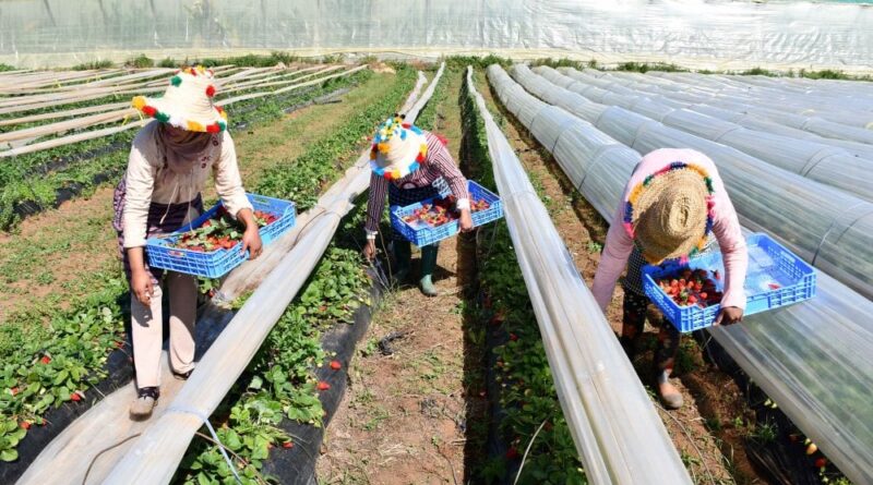 Un secteur prospère mais des ouvriers précarisés, la vérité sur les entreprises agricoles et agroalimentaires